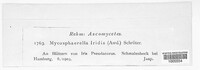 Rachicladosporium iridis image